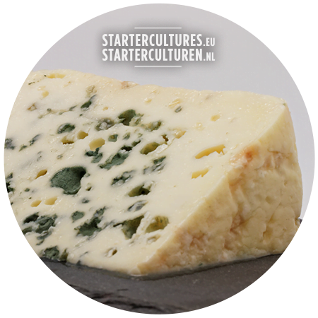 blue mold cheese penicillum roqueforti startercultures.eu