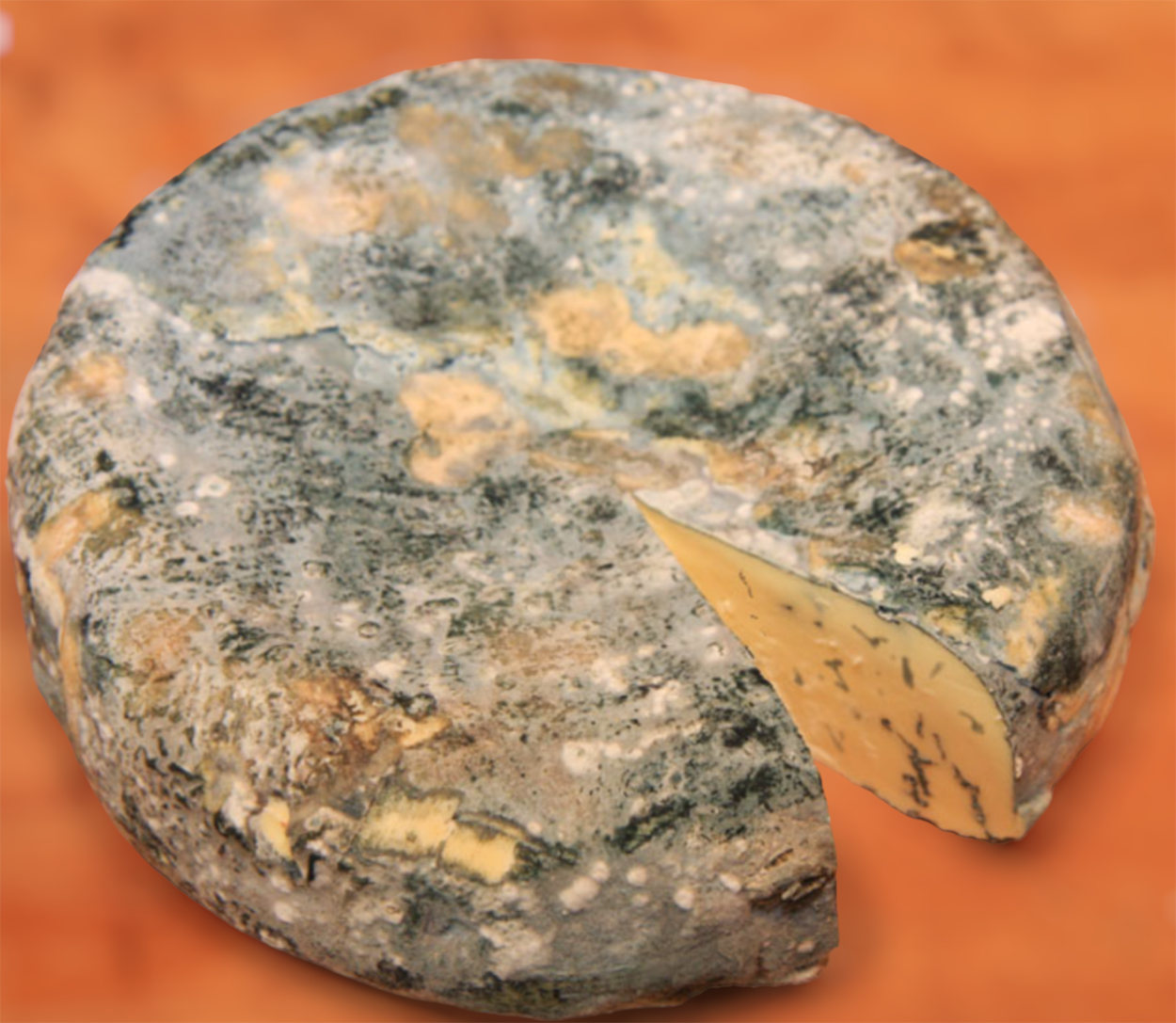 blue cheese mold