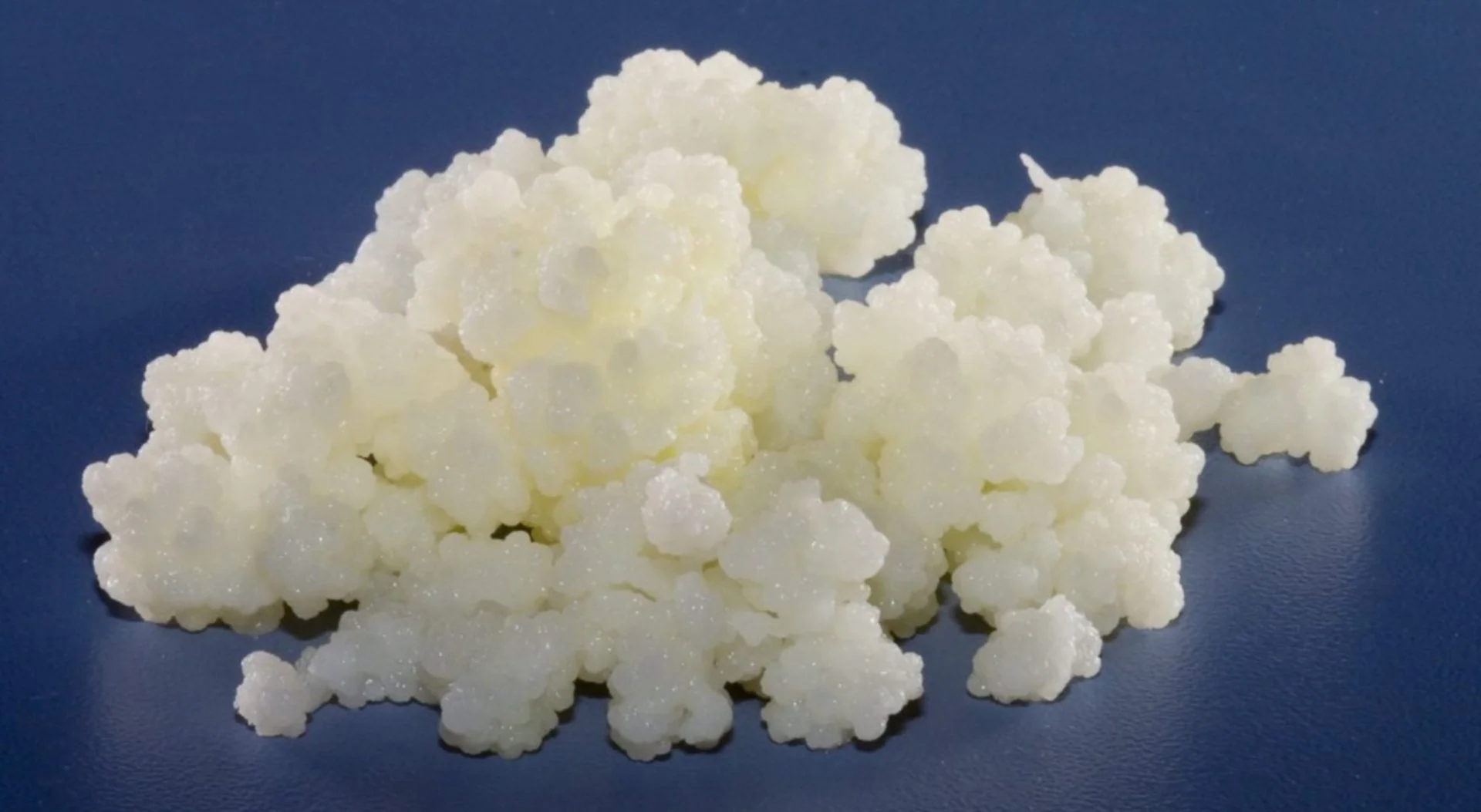 kefir grains