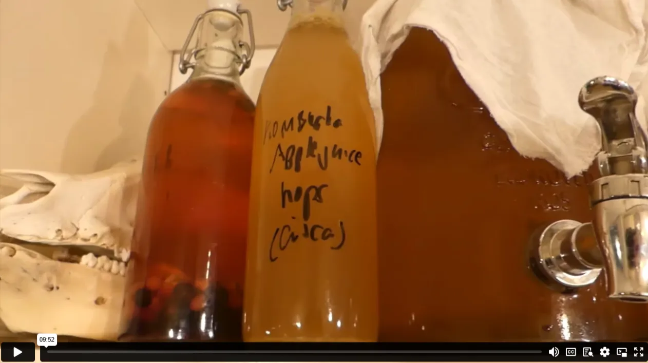 Online Kombucha making course - Image 8