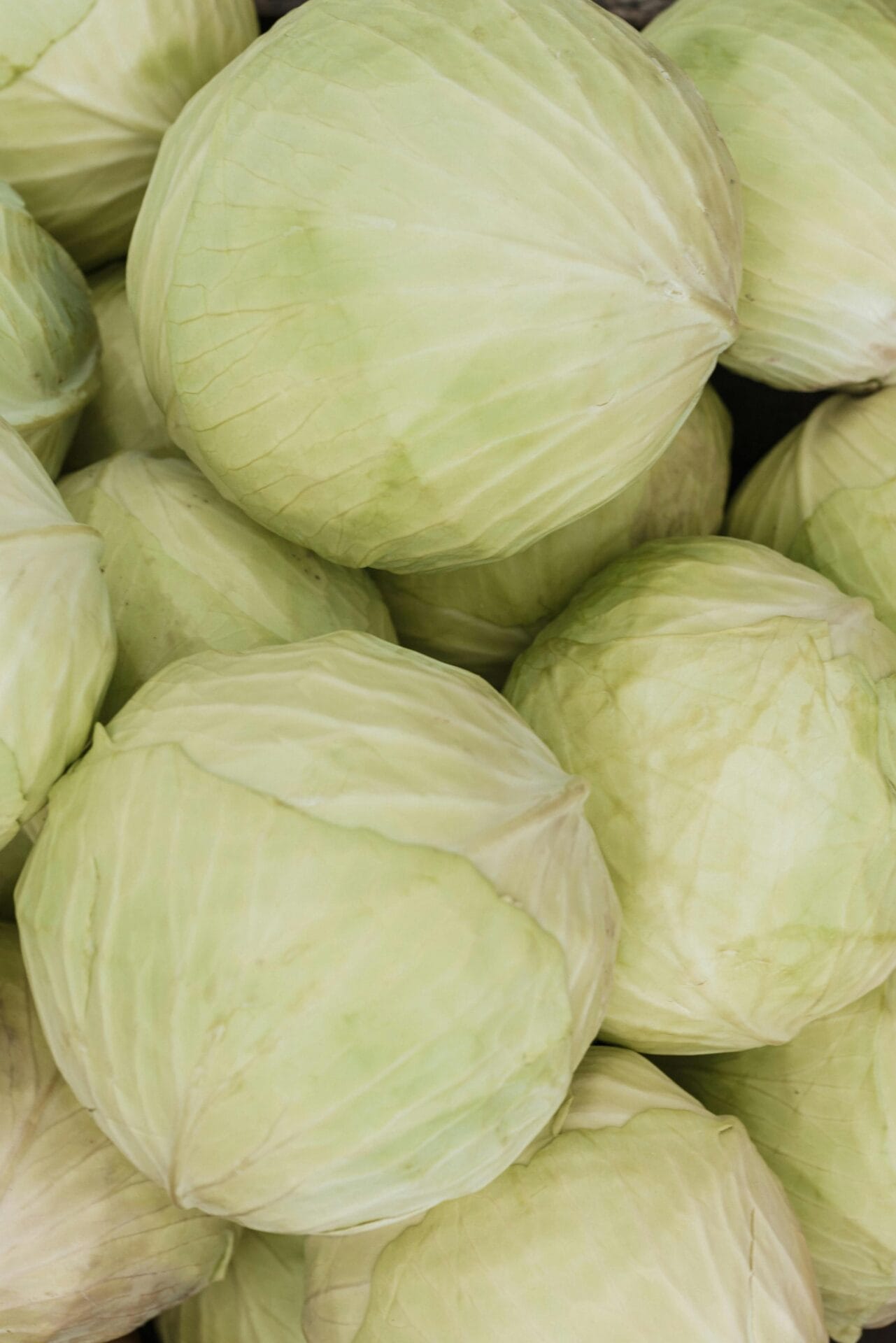 White cabbage